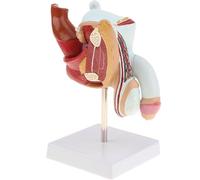 Genérico Modelo de órgano genital masculino - Modelo de enseñanza del sistema genitourinario, tamaño natural de 4 partes, sección mediana, anatomía del sistema reproductor masculino para ayuda