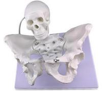Genérico Modelo de Partería de Parto - Modelo Anatómico de Pelvis Femenina, con Cráneo Fetal, Proporciones Precisas, Material de PVC para Herramientas de Educación sobre el Parto