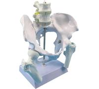 Genérico Modelo de pelvis femenina, columna lumbar de dos secciones, cabezas de fémur móviles y articulaciones lumbares flexibles para herramientas educativas de parto en obstetricia