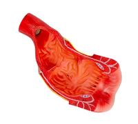 Genérico Modelo de Recto y Canal Anal, Modelo del Sistema Digestivo Humano, Material PVC Ecológico para Exposición del Departamento Anorrectal, Recursos Didácticos