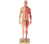 Genérico Modelo de Sistema Muscular Miniatura de 11.8 pulgadas - Modelo de Anatomía Humana de Músculos de Resina, con Base y Textura Muscular Clara - Muestra los Músculos Superficiales,Male