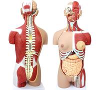 Genérico Modelo de torso humano de doble sexo, modelo del cuerpo humano de tamaño natural de 85 cm tiene 29 órganos humanos extraíbles, esqueleto del modelo anatómico para la exhibición