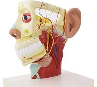 Genérico Modelo del nervio de la cabeza, modelo del nervio de la cabeza humana, modelo de cráneo neuroanatómico, doce pares de modelos de nervios craneales para cirugía plástica, materiales