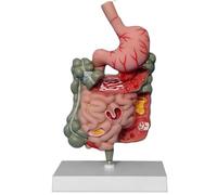 Genérico Modelo del Sistema Digestivo Humano - Sección del Estómago en PVC, Anatomía con Duodeno, Recto y Ciego para Exhibición de Estudio Científico