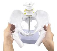 Genérico Modelo Flexible de Pelvis Femenina con Cabezas de fémur y articulaciones móviles, Pelvis Femenina de tamaño Real con Base de Apoyo, para la educación sobre el Parto