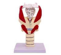 Genérico Modelo funcional de laringe, modelo de anatomía 3X del modelo de laringe y faringe, modelo humano para reforzar la estructura y función del cuello Medicina