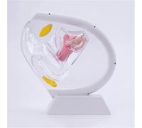 Genérico Modelo Transparente del útero, Modelo anatómico Humano Visible de la Vagina Modelo Femenino del órgano reproductivo, para la enseñanza médica educativa Training,Blanca
