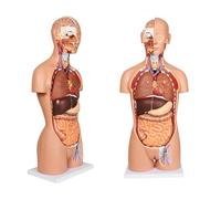 Genérico Modelos anatómicos de torso de 33,4 pulgadas, natural Cuerpo humano para estudiantes de medicina Estudia la educación secundaria de ciencias con órgano interno 32 extraíble