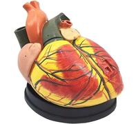 Genérico Modelos de corazón con aumento de 4X, con instrucciones de posición anatómica y etiquetada digitalmente para comprender la estructura del corazón humano y la enseñanza