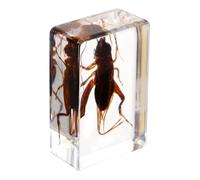 Genérico Muestra Elementos Originales de Resina Artificial de Grillo Ligera para Colección y Educación para Decoración y Enseñanza Científica