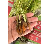 Genérico Plantas para Huerto de Invierno, Plantines de Cultivo para Temporada Fría 20 Unidades