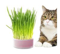 Genérico Planting Box No Soil Catnip Planter - Cat Grass Box, Hydroponic Grass Planter, No Soil Graass Aid Digestion, Outdoor Cat Grrass Boxs, For Home and Household