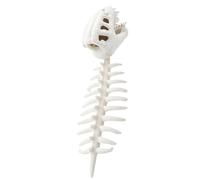 Genérico Realistic Dinosaur Skeleton Costume Set, Plush Dino Outfit Halloween Dinosaur Skull, Headpiece and Spine Costume Fun Wearable Soft Outfit For Adults and Kids Fancy Dress Parties