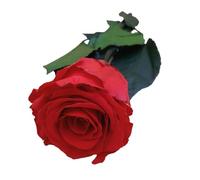 Genérico Rosa Eterna ROJA Natural Preservada. Idea Regalos Mujer para Mama Novia Abuela Hermana Amiga Esposa. Regalo Aniversario Cumpleaños Navidad Mujer. Te Amo Regalo San Valentín
