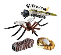 Genérico Set De Figuritas del Ciclo De Vida Ďe Los Insectos - Científico Educativo | Modelos del Ciclo Đe Crecimiento D́e, Polilla, Rana,