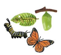 Genérico Set De Figuritas del Ciclo De Vida Ďe Los Insectos - Científico Educativo | Modelos del Ciclo Đe Crecimiento D́e, Polilla, Rana,