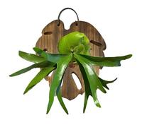 Genérico Soporte De Helecho Cuerno De - Madera, Tablero De Montaje De Helecho Cuerno De, Macetero De Pared Monstera, Soporte Vertical para Plantas De Aire Colgante con Forma De Cola De | Exhi