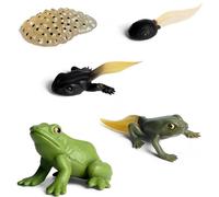Generisch Frog Life Cycle Model - Juego educativo de animales para niños de 1,97 pulgadas, juguete de aprendizaje realista de PVC, 5 piezas, huevos de tadpoles, ranas, ideal para enseñar biología y