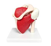 Generisch Modelo de hombro - Herramienta de enseñanza anatómica | Modelo de anatomía de la manga del hombro, para médicos, hombres, mujeres, niñas, adolescentes, hijos, hijas, familia y