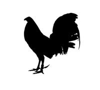 GENMIP 15cm * 13cm Pegatina De Coche Divertido Animal Gallo De Pelea Pegatina De Vinilo Parachoques De Coche Ventana Trasera Decoración del Cuerpo Calcomanías Impermeables