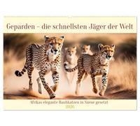 Geparden - die schnellsten Jäger der Welt (Wandkalender 2026 DIN A2 quer), CALVENDO Monatskalender: Afrikas elegante Raubkatzen in Szene gesetzt