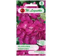 Geranio de parterre Gama F1 - violeta