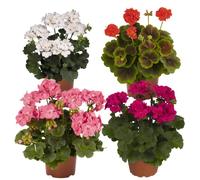 Geranios PREMIUM - Pack 4 Plantas Naturales - Flores Mix Color