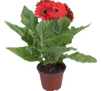 Gerbera Natural la Perfección de la Primavera en una Planta