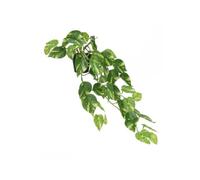 Gerimport Maceta Monstera -Potus x 51-62cm