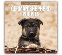 German Shepherd Puppies 2026 Square Wall Calendar