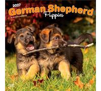 German Shepherd Puppies - Deutsche Schäferhund Welpen 2027 - 16-Monatskalender: Original BrownTrout-Kalender [Mehrsprachig] [Kalender] (German ... | BrownTrout | Animals Dog Breeds Puppy)