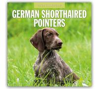 German Shorthaired Pointers 2026 Square Wall Calendar: Original Red Robin Publishing Ltd-Kalender [Mehrsprachig] [Kalender]