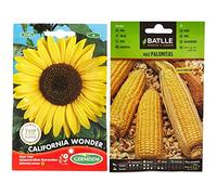 Germisem California Wonder Semillas de Girasol 4 g, EC1530 + Maiz palomitas POP CORN