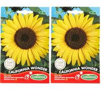 Germisem California Wonder Semillas de Girasol 4 g, EC1530 (Paquete de 2)
