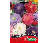 Germisem Giant Princess Mix Semillas de Aster Chino 1 g, EC1528
