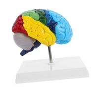 GETAJGHSD modelo de cerebro modelo de anatomía del cerebro humano modelo médico de anatomía humana modelo de enseñanza de anatomía humana modelo anatómico del cerebro de polivinilo