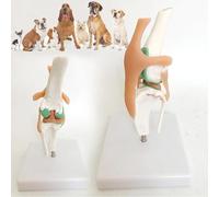 GFLCWYP Modelo Anatómico de Articulación Rodilla Canina,Modelo de Rodilla Perro,Tamaño Natural para Enseñanza Médica,Aprendizaje,Demostración en Clínica,Herramienta Educación para Estudiantes