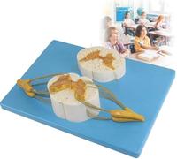 GFLCWYP Modelo de médula espinal ampliado,tamaño 5 veces la vida real,incluye nervios más raíces nerviosas anteriores y posteriores y ganglio espinal,modelo para enseñanza y exhibición en el aula