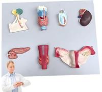 GFLCWYP Modelo de órgano endocrino humano a tamaño real, modelo de glándula paratiroides y ovario, herramienta didáctica del sistema endocrino, 50 * 39 * 6 cm