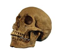 Ghoulish Productions - Cráneo de Resina, Línea Resin Craniums, Decorativo de Látex Resistente, Pintada a Mano, Halloween, Desfile de Carnaval, Fiesta de Disfraces, Talla única Adulto.