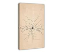 GIEIG Pyramida Neurona Dibujo de Santiago Ramón Y Cajal Póster para Estética de Habitación Lienzo Arte de Pared Marco de 12 x 18 pulgadas (30 x 45 cm)