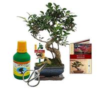 Gift set Bonsai "Ficus" - Chinese fig tree - ca. 6 years old - beginner set