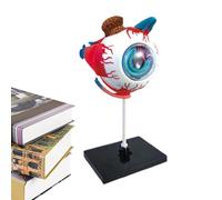Gihioue Modelo de anatomía del humano, modelo de anatomía desmontable para enseñanza, juguete educativo para clases de biología, material ilustrativo para consultas médicas, atención médica