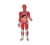 Gima 40019 Modelo musculatura cuerpo humano, Unidades 1 Unidad
