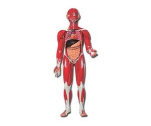 Gima 40019 Modelo musculatura cuerpo humano, Unidades 1 Unidad