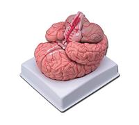 Gima 40020 - Modelo cerebro con arterias, paquete de 1 unidad