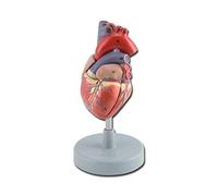 Gima 40071 Modelo Corazón, 2 partes, paquete de 1 unidad