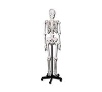 Gima 40119 Modelo esqueleto humano línea Value, paquete de 1 unidad