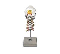 Gima 40136 Modelo Columna Cervical, Unidades 1 Unidad