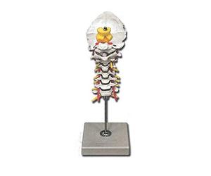 Gima 40136 Modelo Columna Cervical, Unidades 1 Unidad